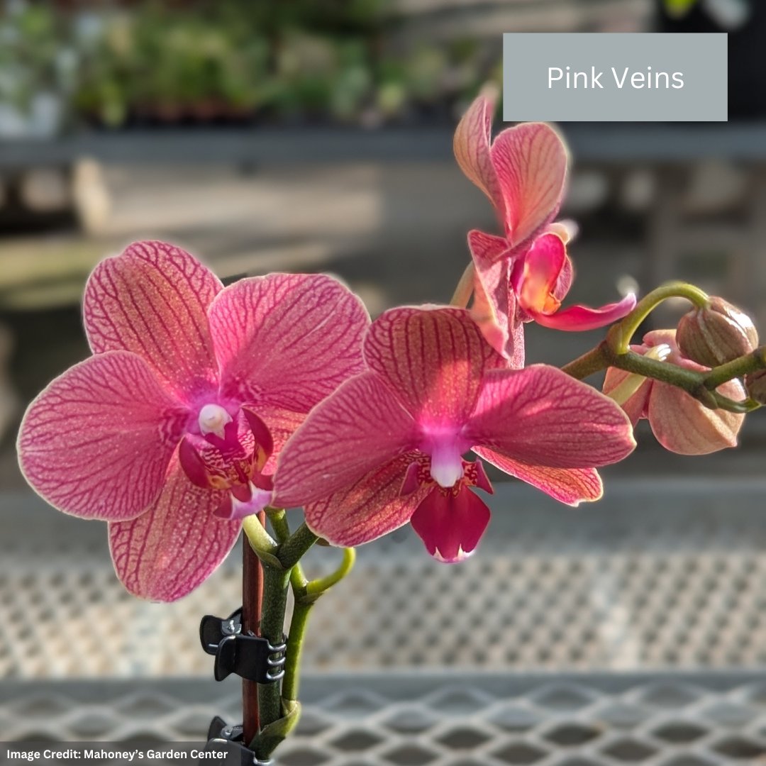 Orchid – Mini Pot